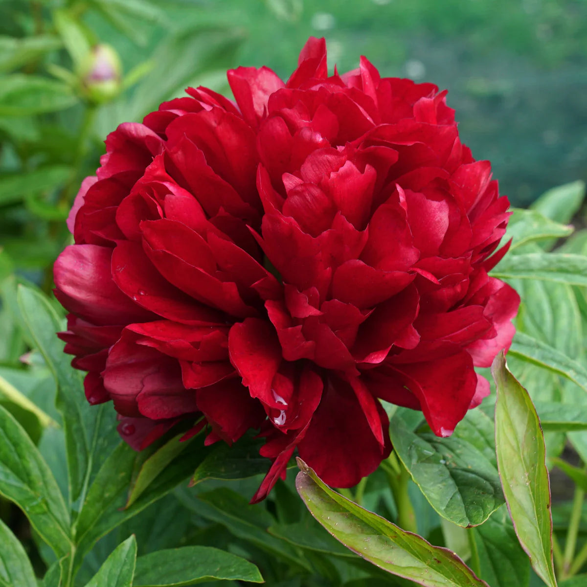 Eliza Lundy Peony